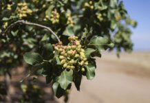 Driving Innovation and Sustainability: A Vision for Californiaās Tree Nut Industry in 2024