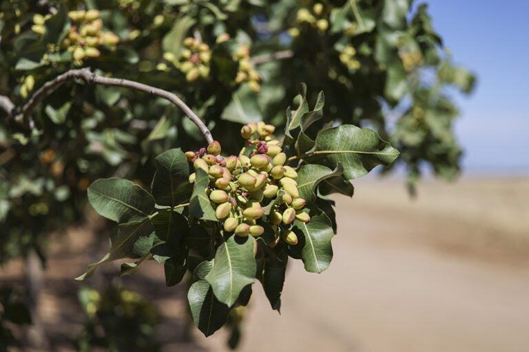 Driving Innovation and Sustainability: A Vision for California’s Tree Nut Industry in 2024