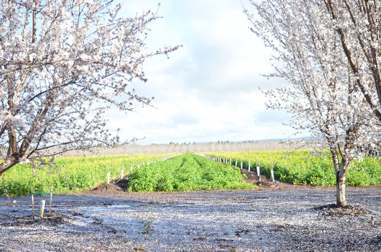 Under the Soil Surface: Cover Crops, Microbes, and Soil Health