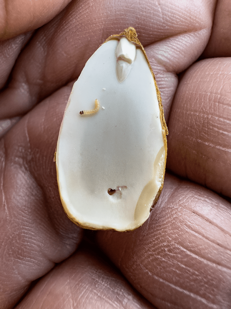 Addressing Reject Rates and Quality Management in Almond