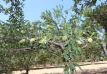 Pay Attention to āOtherā Macronutrients for Optimal Yields in 2025