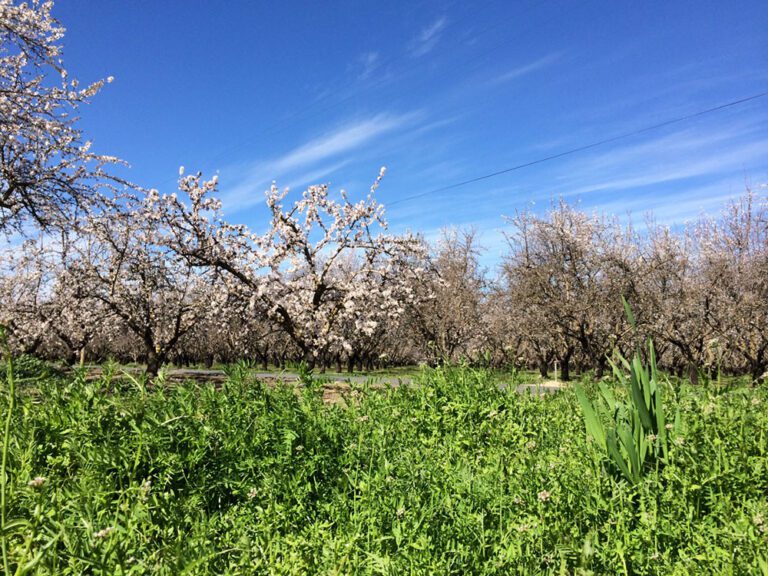 Economic Outlook and Other Considerations for the 2025 Almond Pollination Season