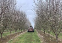 Northern Tree Nut Perspective: February 2025