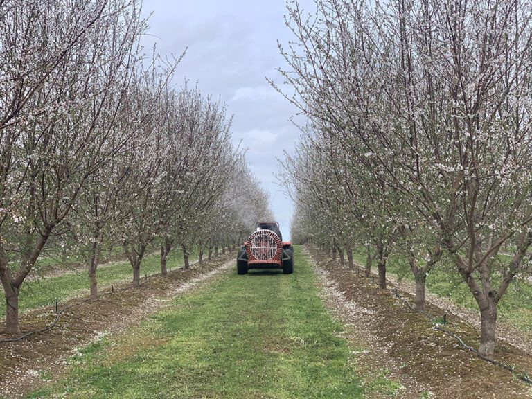 Northern Tree Nut Perspective: February 2025