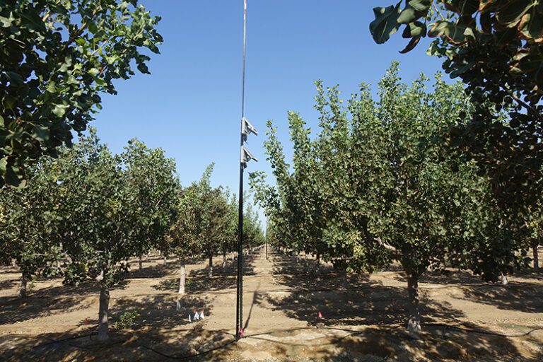 Pistachio Market Update and Three-Year Outlook