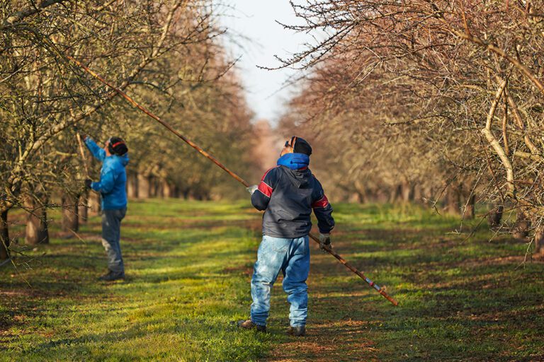 Navigating Wage and Hour Law Challenges in Agriculture: Start the New Year with a Clear Understanding to Avoid Litigation