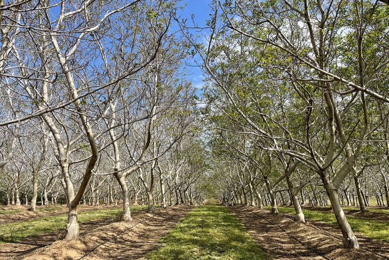 Can We Help Walnuts Get Through Low-Chill Winters?