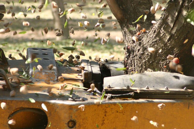 Act Now to Protect Almond Harvest from Ant Damage