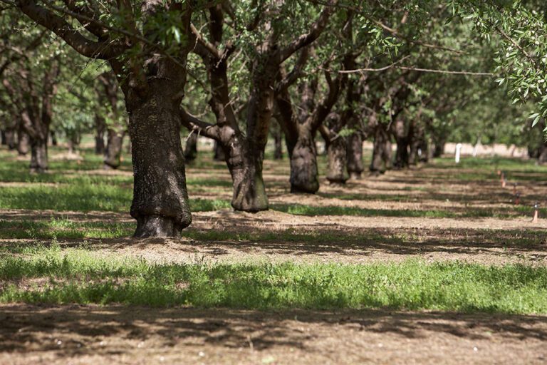 From the Board: ABC Research Focused on Improving Efficiency for Almond Growers