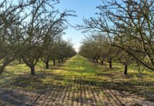 Breaking Soil Compaction One Root at a Time