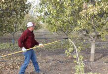 Pruning Considerations for Tree Nut Orchards