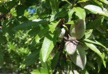A View from the North: Orchard Management Considerations for April