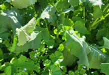 Exhausting the Weed Seed Bank with Cover Crops