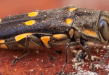 Unchecked Pests Are Devastating Our Forests and Air Quality