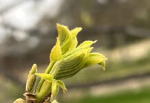 Pecan Bud Break and Bloom Dynamics in the Southern San Joaquin Valley