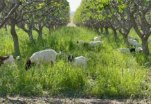 Top 5 Ways to Maximize Herbicide Applications in Orchards