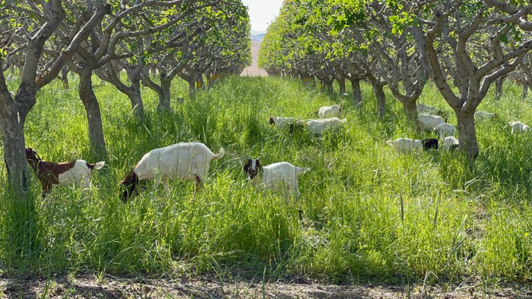 Top 5 Ways to Maximize Herbicide Applications in Orchards