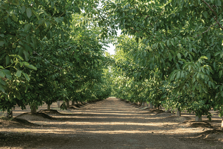From the Board: California Walnut Board and Commission Needs Your Help