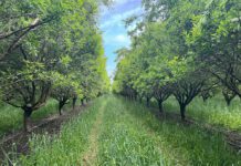 A Deeper Look at the Biology and Economics of Cover Cropping