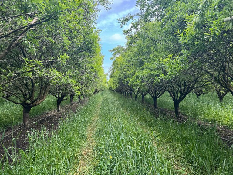 A Deeper Look at the Biology and Economics of Cover Cropping