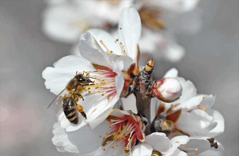 The Mystery Deepens: Honeybee Losses Soar, Perplexing the Industry About the Causes and Solutions