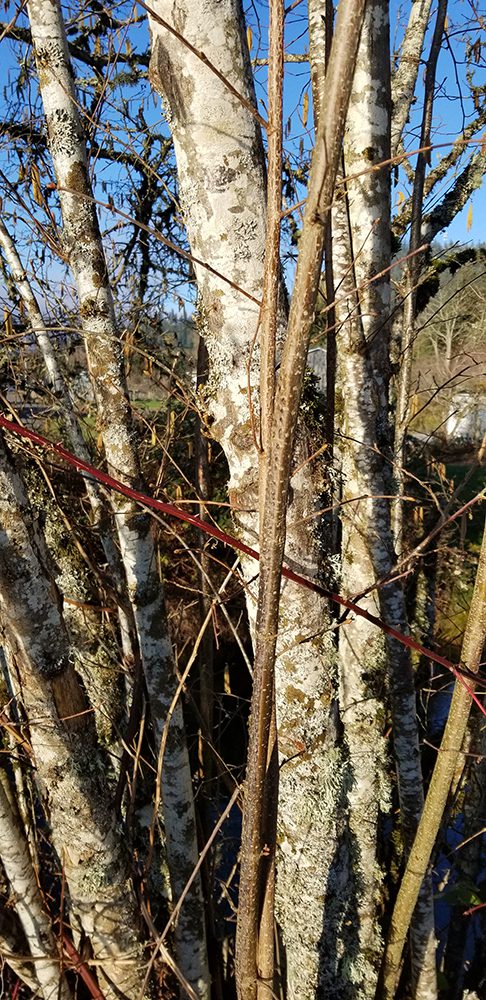 Three Strains of EFB Now Identified in PNW Hazelnuts
