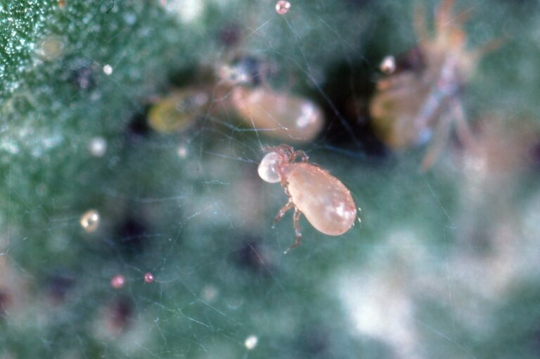 Preserving Predators to Control Mites