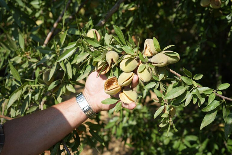 Growers’ Guide to Hull Split: Planning, Budgeting and Postharvest Evaluation