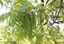 Pecans Present Diversity Option in California Despite Challenges