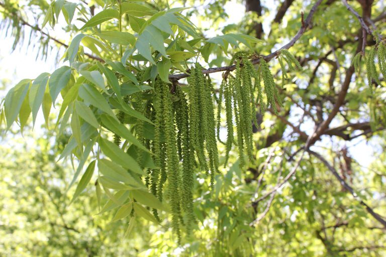 Pecans Present Diversity Option in California Despite Challenges