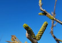 California Walnut Variety Trials Focus on Future Yields, Blight Resistance and Quality