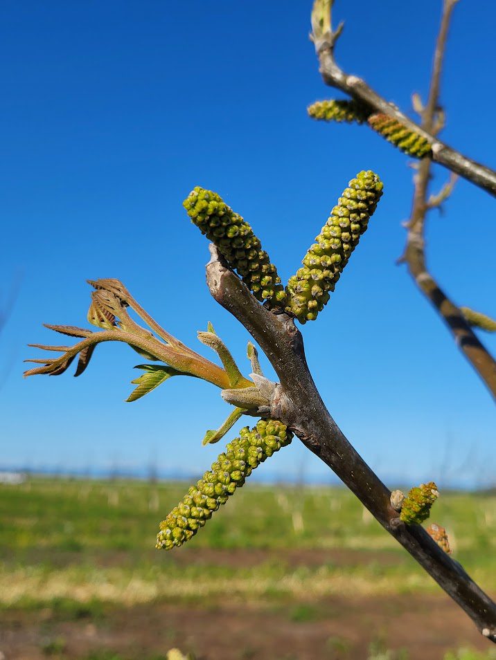 California Walnut Variety Trials Focus on Future Yields, Blight Resistance and Quality