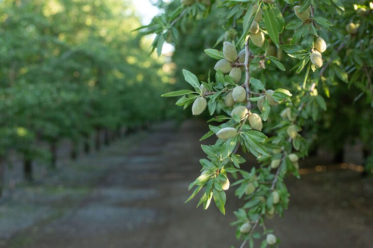 Smart Irrigation and Nutrient Planning Build Strong Young Orchards