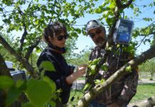 Research Uncovering Big Benefits with Cover Crops in Hazelnuts
