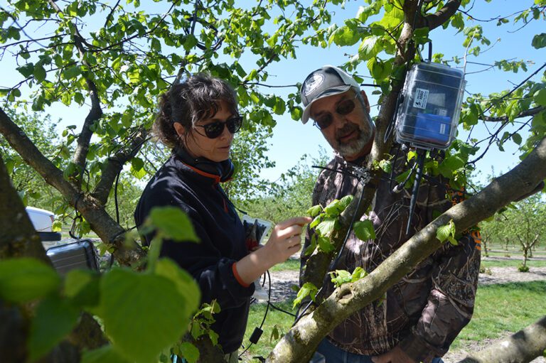 Research Uncovering Big Benefits with Cover Crops in Hazelnuts