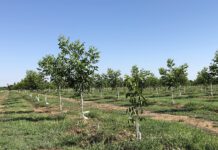 CDPR Study Shows No Impact for 1,3-D: Are We Surprised?