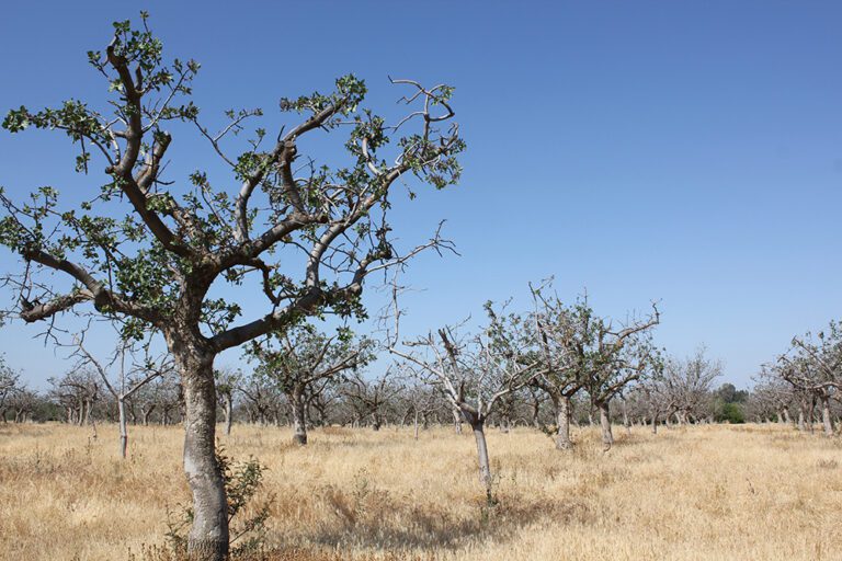 Neighborly Safeguards: How AB 732 Will Help Shield Farms from Abandoned Orchards