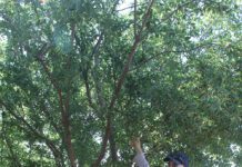 Useful Grower Information Found at Annual Nickels Soil Lab Field Day