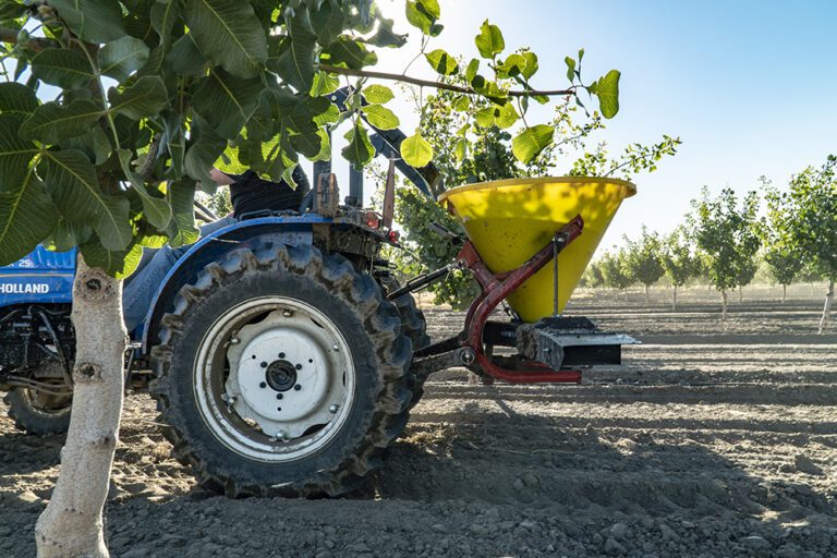 Key Aflatoxin Reduction Tool Was Born in an Arizona Cotton Field