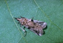 Preventing Pesticide Resistance Is a Grower’s Best Option