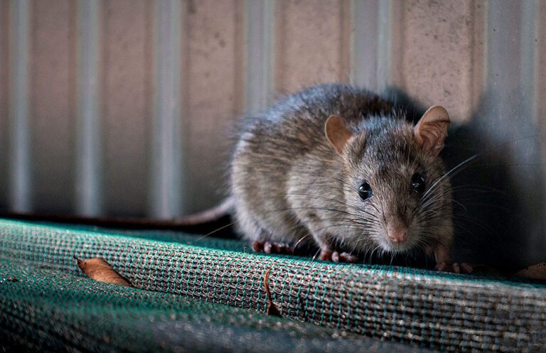 Without the right pest tools, California will struggle to feed itself