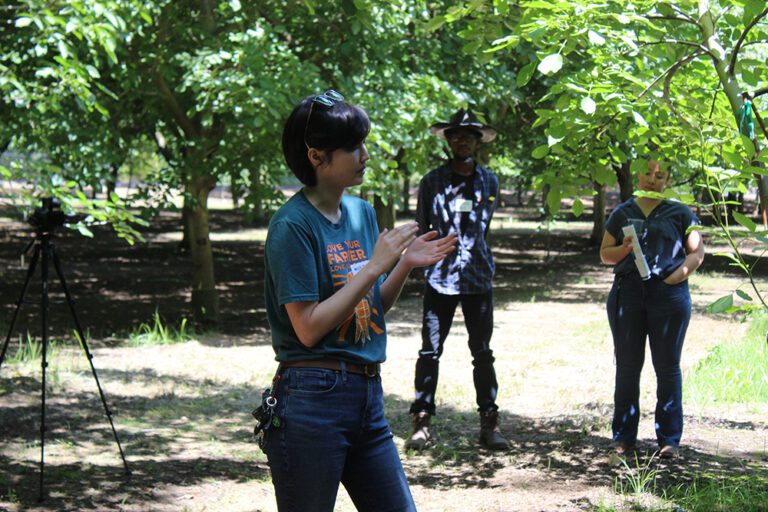 Field Trials Explore Biological Tools to Tackle Summer Spider Mites in Walnuts