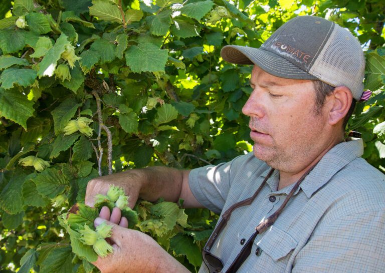 Nik Wiman to Assume Endowed Chair at Oregon State to Advance Hazelnut Research