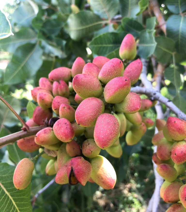 Genetic Roadmap: Comprehensive  Pistachio Genome Sequence Could Help Breeders and Growers Alike