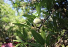 Almond Variety Research Highlights Promising Performers, Genetic Diversity