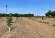 Whole-Orchard Recycling for Walnuts