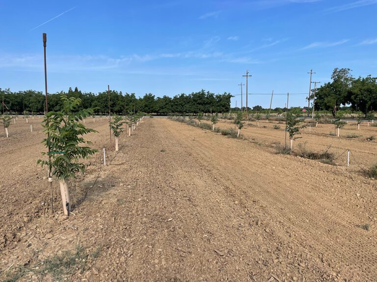 Whole-Orchard Recycling for Walnuts