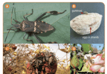 Variety and Neighboring Crops are Predictors of Leaffooted Bug Risk in Almonds