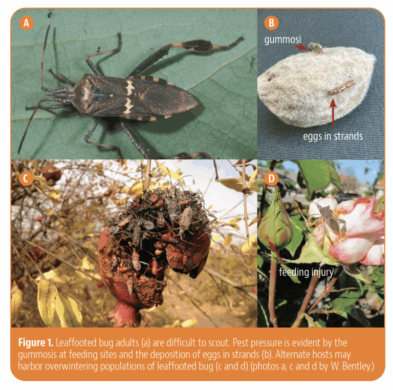 Variety and Neighboring Crops are Predictors of Leaffooted Bug Risk in Almonds