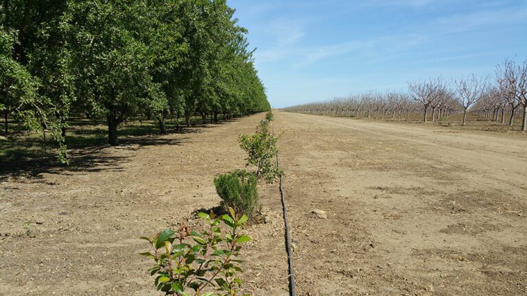 Balancing the Benefits and Risks of Native Pollinators in Orchard System